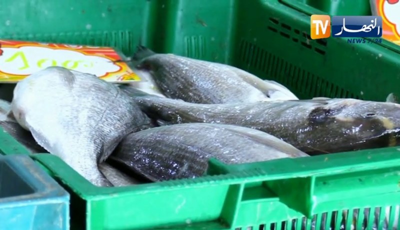 السردين بـ 1200 دج للكيلوغرام .. خارج حسابات محدودي الدخل إلى إشعار أخر