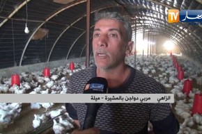 ميلة: مصالح البيطرة تطلق عمليات تعقيم ومخاوف في أوساط مربي الدواجن