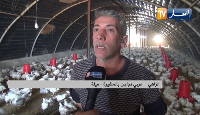 ميلة: مصالح البيطرة تطلق عمليات تعقيم ومخاوف في أوساط مربي الدواجن