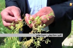 غليزان: الأمراض الفطرية تهدد محصول العدس بالتلف هذا الموسم
