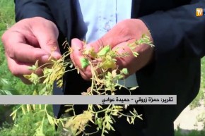 غليزان: الأمراض الفطرية تهدد محصول العدس بالتلف هذا الموسم