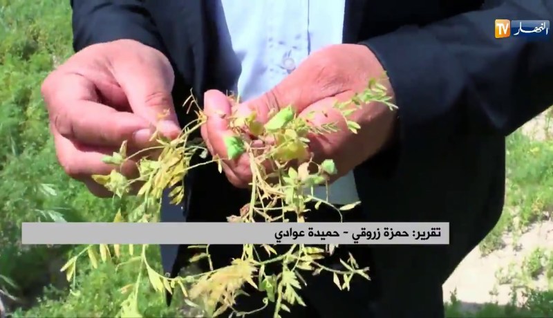 غليزان: الأمراض الفطرية تهدد محصول العدس بالتلف هذا الموسم