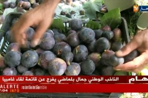 قالمة/ إنتاج وفير لفاكهة “التين” ونقص الدعم يعرقل نشاط الفلاحين