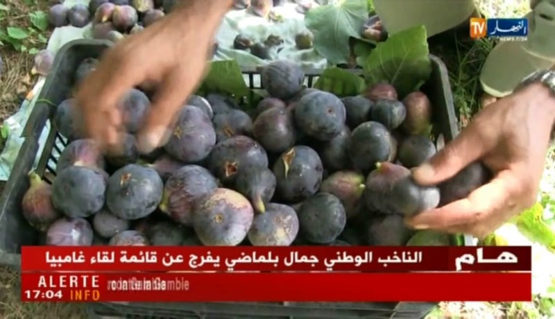 قالمة/ إنتاج وفير لفاكهة “التين” ونقص الدعم يعرقل نشاط الفلاحين