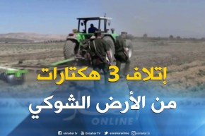 غليزان : إتلاف 03 هكتارات من الأرض الشوكي مسقية بالمياه القذرة بأولاد سيدي الميهوب