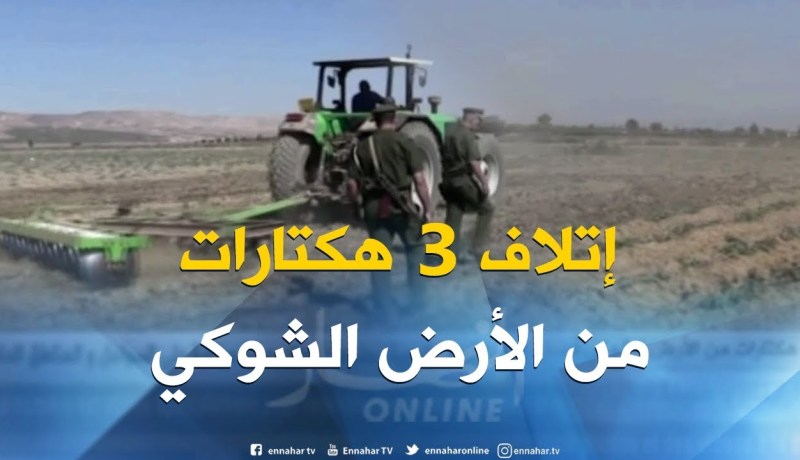 غليزان : إتلاف 03 هكتارات من الأرض الشوكي مسقية بالمياه القذرة بأولاد سيدي الميهوب