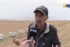 باتنة/ خلايا نحل غير صالحة..ومربون يشتكون