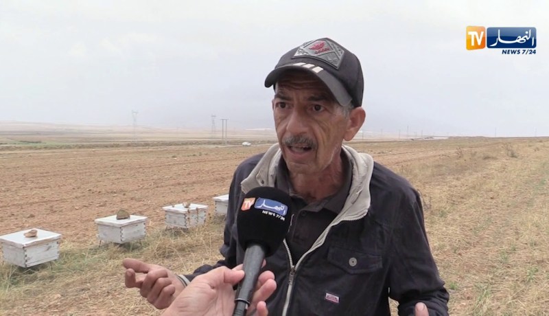 باتنة/ خلايا نحل غير صالحة..ومربون يشتكون