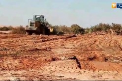 غرداية.. ابادة واحة نخيل لانشاء مصنع للكرطون بزلفانة
