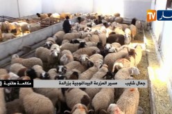 كباش “BIO” في الجزائر إستراتيجية جديدة لتربية المواشي..وهروبا من سيناريوكباشbio إخضرار اللحوم