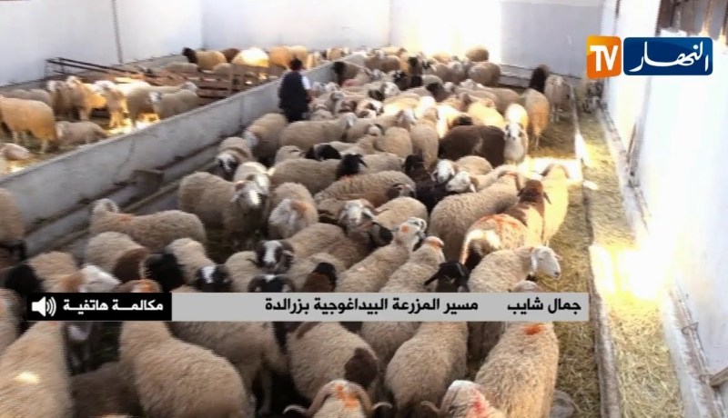 كباش “BIO” في الجزائر إستراتيجية جديدة لتربية المواشي..وهروبا من سيناريوكباشbio إخضرار اللحوم