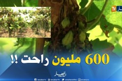 فلاحة : غياب ثقافة التأمين يكلف عمي شعبان خسارة 600 مليون سنتيم