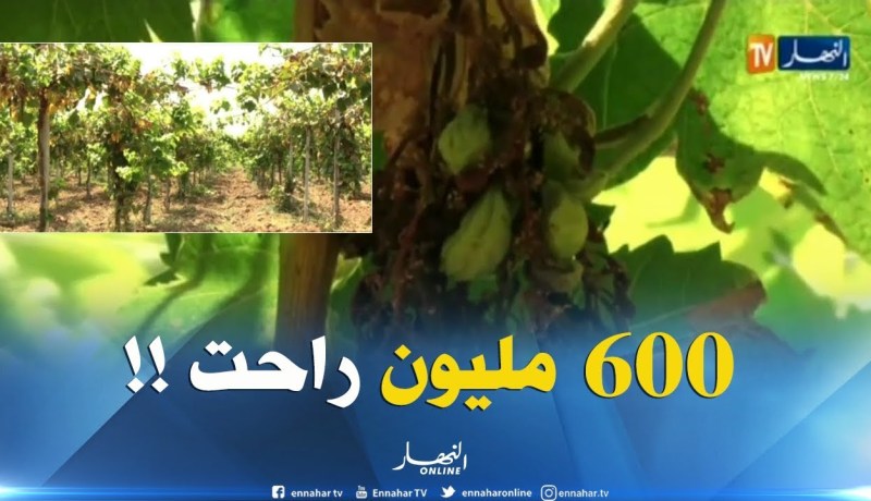 فلاحة : غياب ثقافة التأمين يكلف عمي شعبان خسارة 600 مليون سنتيم