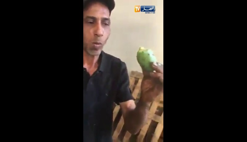 شاهد بائع يتناول “الهندي” بالشوك