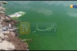 تلمسان/ نفوق عدد كبير من الأسماك بسد وادي خلفون بأولاد ميمون شرق الولاية