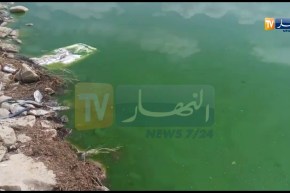 تلمسان/ نفوق عدد كبير من الأسماك بسد وادي خلفون بأولاد ميمون شرق الولاية
