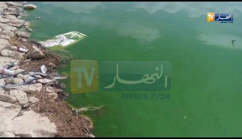 تلمسان/ نفوق عدد كبير من الأسماك بسد وادي خلفون بأولاد ميمون شرق الولاية