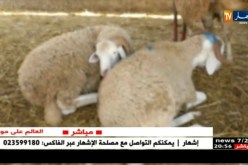 تجارة: إرتفاع أسعار المواشي بحوالي 4000 دج مقارنة بالسنة الماضية