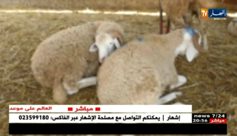 تجارة: إرتفاع أسعار المواشي بحوالي 4000 دج مقارنة بالسنة الماضية