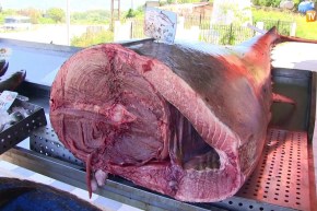 جيجل: الأسماك الملكية.. بين الوفرة وبين تراجع أسعارها