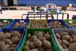 الطارف/ مخازن التبريد توفر البطاطا بأسعار تسقيفية لكسر الإحتكار