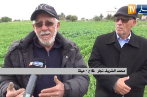 ميلة: غرس 282 هكتار لإنتاج السلجم الزيتي و إقبال الفلاحين على البرنامج