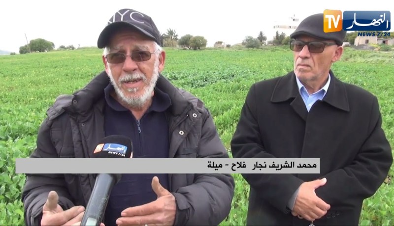 ميلة: غرس 282 هكتار لإنتاج السلجم الزيتي و إقبال الفلاحين على البرنامج