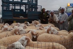 الأسواق العشوائية لبيع كباش العيد ممنوعة.. و9 ملايين رأس من دون تلقيح