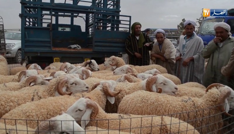 الأسواق العشوائية لبيع كباش العيد ممنوعة.. و9 ملايين رأس من دون تلقيح