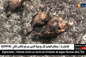 سيدي بلعباس: شرارة كهربائية تسبب في خسائر كبيرة بإحدى المزارع الخاصة بتنيرة