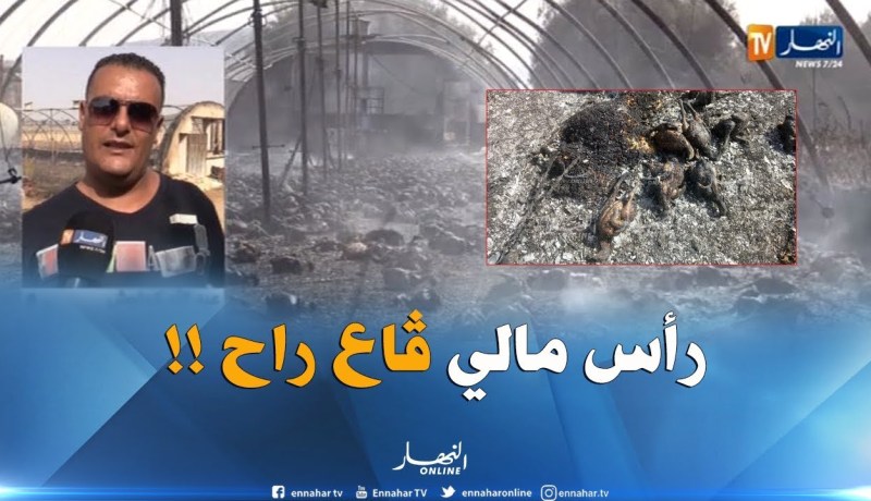 مستثمر فلاحي بسيدي بلعباس : لازم يديرولنا حلّ للبيوت البلاستيكية راي صراتلي كارثة طبيعية !!”