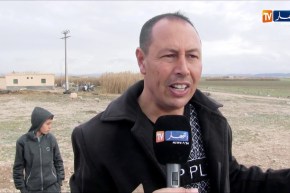 شاهد ولادة نعجة تلد خرفان ميتين بسبب الطاعون بتبسة