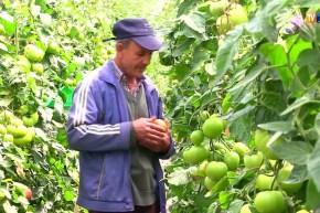 جيجل: إستغلال مياه أحواض تربية الأسماك في عملية سقي الطماطم