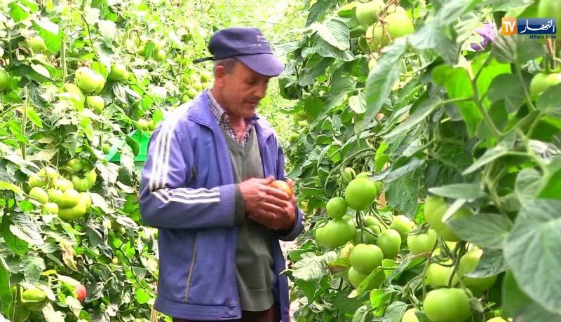 جيجل: إستغلال مياه أحواض تربية الأسماك في عملية سقي الطماطم