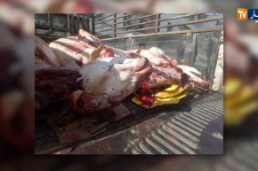 وهران: إحباط تسويق حوالي 3 قناطير من اللحوم البيضاء والحمراء الفاسدة