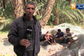 خنشلة: إنطلاق جني محصول التمور بمنطقة سيار