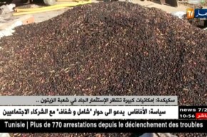 سكيكدة: “إمكانيات كبيرة تنتظر الإستثمار الجاد في شعبة الزيتون..”