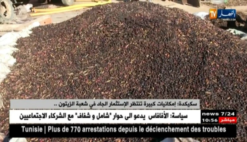 سكيكدة: “إمكانيات كبيرة تنتظر الإستثمار الجاد في شعبة الزيتون..”