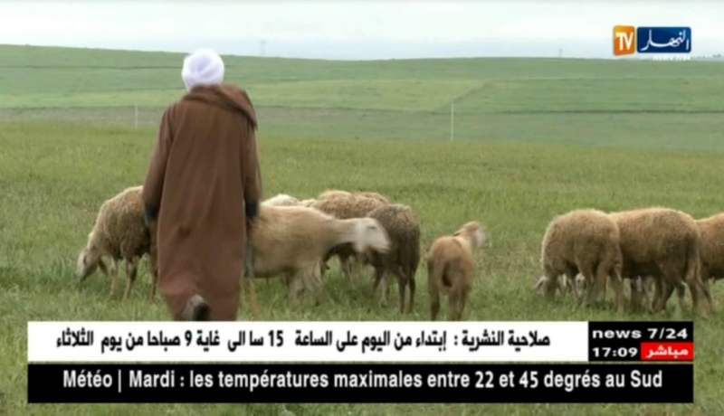 بحثاً عما تأكل مواشيهم.. البدو الرحل يشدون رحالهم نحو تلال تيارت !