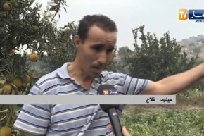 تيبازة: حريق مهول يضرب منطقة قوراية .. خسائر معتبرة للفلاحين