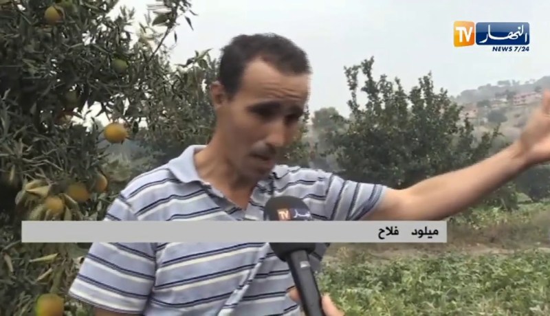 تيبازة: حريق مهول يضرب منطقة قوراية .. خسائر معتبرة للفلاحين