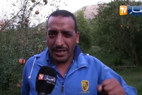 قالمة: تراجع كبير في شعبة فاكهة الرمان بسبب جائحة كورونا