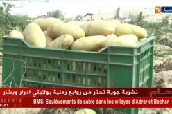 الوادي : شراكة  جزائرية هولاندية لإنتاج البطاطس بمعاير عالمية
