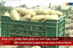 الوادي : شراكة  جزائرية هولاندية لإنتاج البطاطس بمعاير عالمية