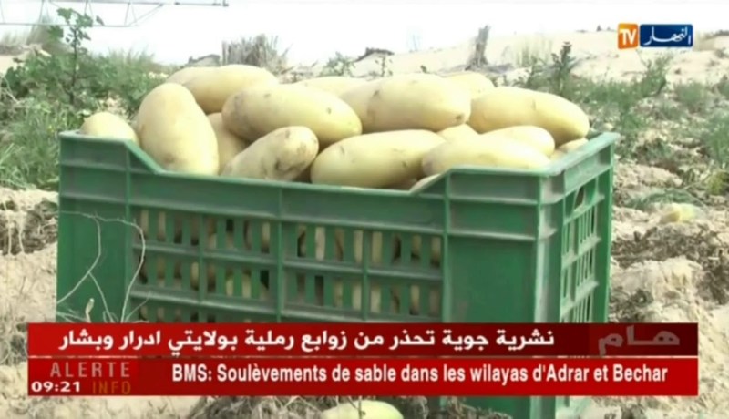 الوادي : شراكة  جزائرية هولاندية لإنتاج البطاطس بمعاير عالمية