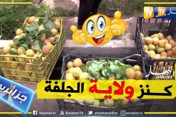 حزائريون: مشمش مسعد.. جودة عالية وفائض في الإنتاج