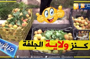 حزائريون: مشمش مسعد.. جودة عالية وفائض في الإنتاج