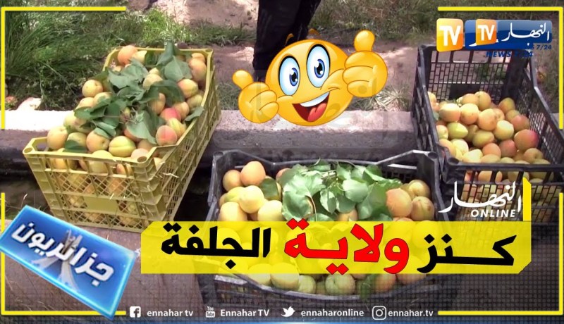 حزائريون: مشمش مسعد.. جودة عالية وفائض في الإنتاج