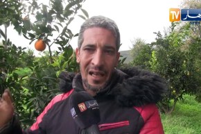 الطارف: منتجو البرتقال ببلدية عصفور يطالبون بمزيد من الدعم لجهودهم