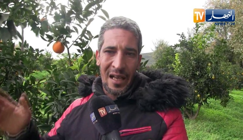 الطارف: منتجو البرتقال ببلدية عصفور يطالبون بمزيد من الدعم لجهودهم